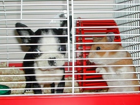 Mazzie the Boston Terrier Puppy in a hamster cage next to a hamster which is about the same size as her