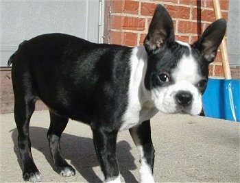 Mazzie the Boston Terrier Puppy standing outside on a concrete porch with a brick house and a snow shovel behind her