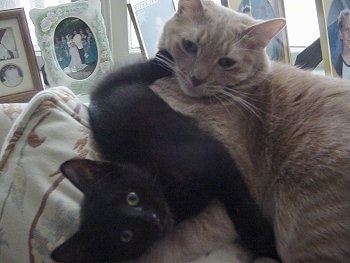 Chester the Kitten and Max the Cat are laying together on the back of a couch. Chester is laying on the front paws of Max and his foot is in Maxs face.