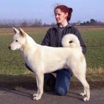 Canaan Dog Breed and Photos and Videos List of Dogs B
