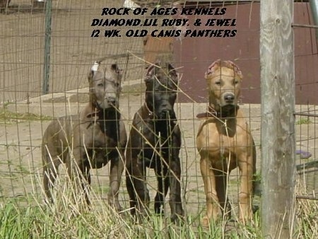 Three Canis Panther puppies are standing inside of a chain link fence on the other side of a house. The words - ROCK OF AGES KENNELS DIAMON, LIL RUBY, & JEWEL 12 WK. OLD CANIS PANTHERS - are overlayed