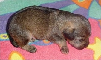 Knuckles the little Chi-Poo puppy is sleeping on a colorful blanket