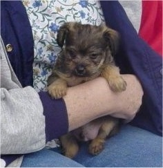 Knuckles the Chi-Poo puppy is being held against the body of a lady who is sitting down