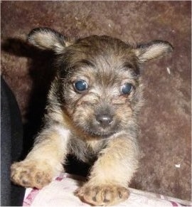 Close Up - Kncukles the Chi-Poo puppy is jumped up against a couch with his ears flying to the sides
