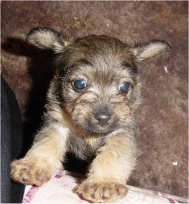 Close Up - Kncukles the Chi-Poo puppy is jumped up against a couch with his ears flying to the sides