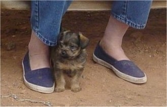 Knuckles the little Chi-Poo puppy is standing outside next to the leg of a person who is wearing blue jeans and blue shoes