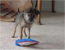 Knuckles the Chi-Poo Puppy is standing on a carpet in front of a plush toy. There is a wooden fallen down chair and table behind it