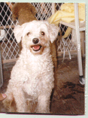 Megan the white Chi-Poo is sitting in a pen with a Brown Chi-Poo behind her