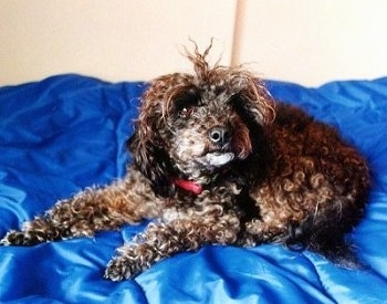 Puddles the dark brown with black Chi-Poo is laying on a blue blanket on a bed and looking toward the camera holder