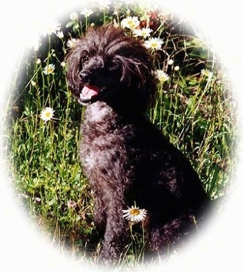 Puddles the Chi-Poo is sitting in a field of daisy flowers. Puddles hair is longer on her head and shorter on her body and her mouth is open