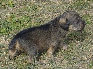 Knuckles the Chi-Poo Puppy is walking across a yard outside