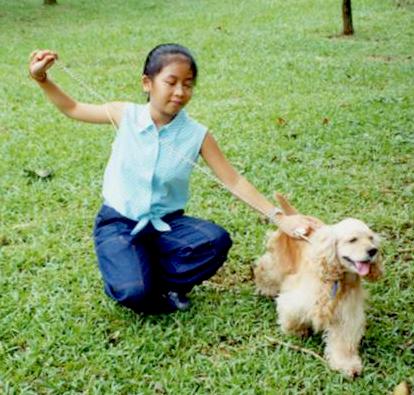 The front right side of a tan American Cocker Spaniel that is playing with a person who is kneelign outside.