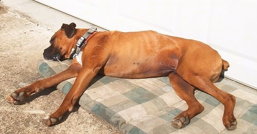 Shakey the Boxer is laying down on a pillow bed next to a house. The drool on his face is hanging from his mouth to his front leg and its on his shoulder and on the bed.