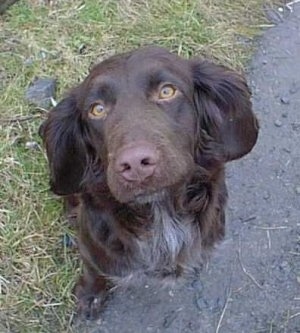 A Deutscher Wachtelhund dog is sitting part way in grass and in a driveway looking up at the camera holder