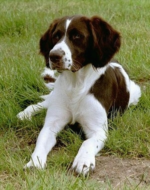 A brown and white Drentse Patrijshond is laying in a field of grass and there is a patch of dirt in front of it