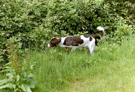 v. Zijpendaalstate the Drentse Patrijshond is sniffing towards a line of bushes through tall grass