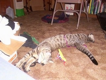 James the Egyptian Mau kitten is laying on a carpeted floor with a plush toy behind it and cloths in front of it with a metal chair in the background.