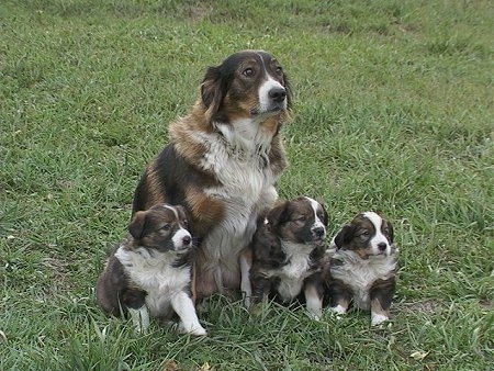 English Shepherd with Puppy Dogs