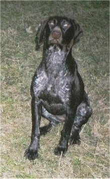 A black with white German Shorthaired Pointer is sitting outside in grass