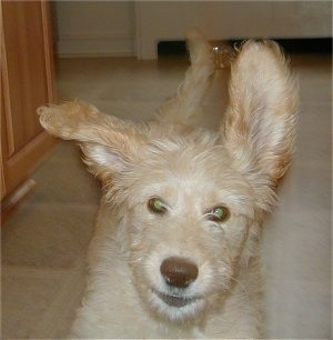 A tan and cream Goldendoodle puppy is running in a house. Its ears are flopping around