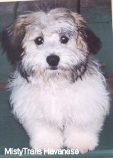 A white with tan and brown Havanese puppy is sitting on a green couch