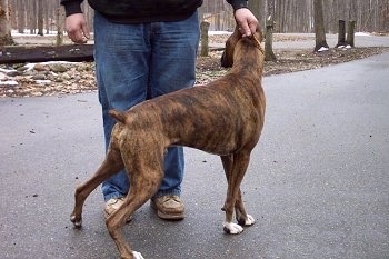 The backside of Caesar the Boxer. The person behind him is holding his collar.