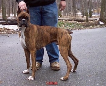Caesar the Boxer standing on a black top surface in front of a person looking at the camera holder.