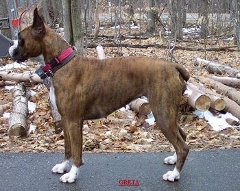 Right Profile - Greta the Boxer standing outside on a black top surface.