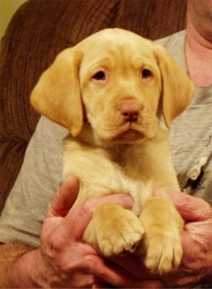 Close up upper body shot - A yellow Labrador Retriever puppy is being held up against a person's chest by a man in a gray shirt.