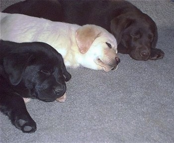 chocolate labrador retriever breeder