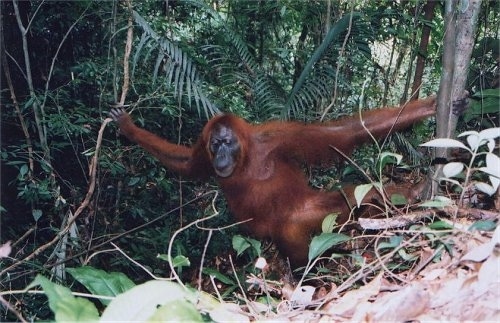 An Orangutan is standing in between two trees
