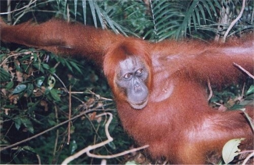 Close Up -An Orangutan is standing in between two trees