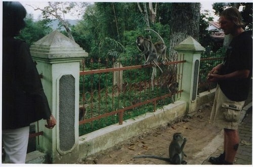 Three monkeys are standing on a fence and another monkey is standing in front of a person standing on a sidewalk.