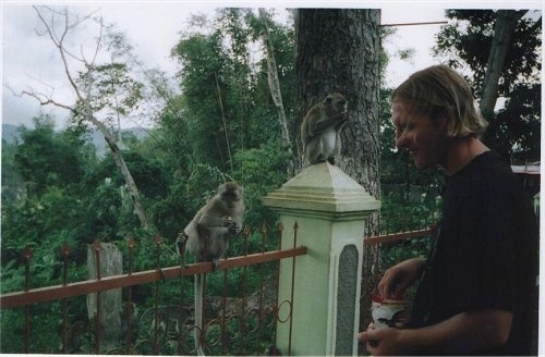 Two monkeys are sitting on a metal fence and there is a person standing across from them with his hand in a bag.