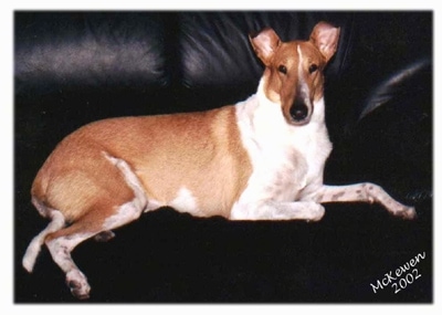 Malcom the tan and white Smooth Collie is laying on a black leather couch