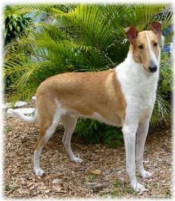Malcolm the tan and white Smooth Collie is standing on a dirt path and there is a large plant behind it