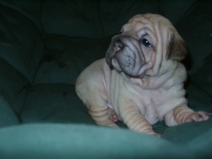 Close Up front view - A wrinkly, extra skinned, thick, tan with black Ori Pei puppy is sitting on a green couch and it is looking up and to the left.