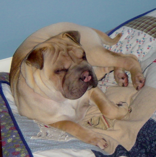 View from the top looking down at the dog - A wrinkly, extra skinned, tan with black Ori Pei is sleeping on top of a bed that is covered with a quilt. The dog has small rose ears, a pink nose and squinty eyes.