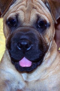 Close up head shot - A happy-looking, wrinkly, tan with black Ori Pei  is looking forward. Its mouth is open and its tongue is slightly out.