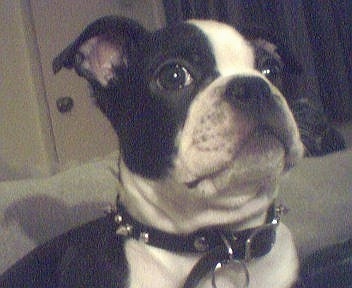 Close up head and shoulder shot - A black with white Olde Boston Bulldogge puppy is wearing a black leather spiked collar looking wide-eyed up and to the right.