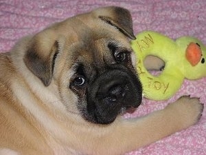 The upper half of a pudgy, tan with black Ori Pei is laying on a pink blanket and there is a yellow duckie toy on its front paw. It is looking back towards the camera.