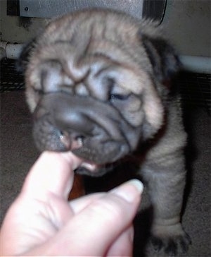 Close up head shot view from the front - A wrinkly, extra-skinned, large-headed, pudgy, tan with black Ori Pei puppy is biting the finger of a lady who is in front of it.