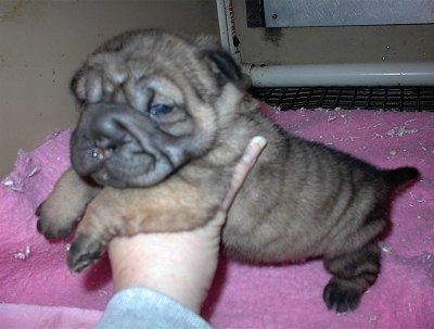 Side view - A wrinkly, extra-skinned, large-headed, pudgy, tan with black Ori Pei puppy is being lifted off of a pink fluffy pillow by a persons hand.