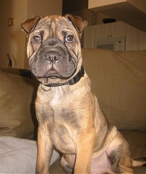 A wrinkly, small rose-eared, wide snouted, wide eyed, tan with black Ori Pei is sitting on a tab couch looking forward.