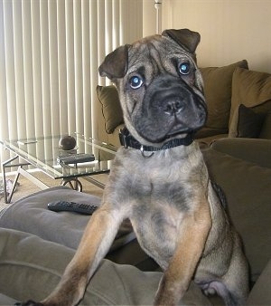 A wrinkly, small rose-eared, wide snouted, wide eyed, square-headed, tan with black Ori Pei is jumped up with its front paws up on the inside of an arm chair. It is looking forward and its head is slightly tilted to the left.