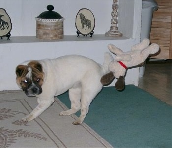 A tan with black Ori Pei is standing on a rug and it is preparing to turn to catch a toy that is in the air.