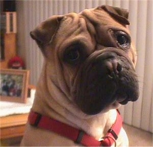 Close up front view head shot - A wrinkly, tan with black Ori Pei is sitting in a room wearing a red harness. Its head is slightly tilted to the left.