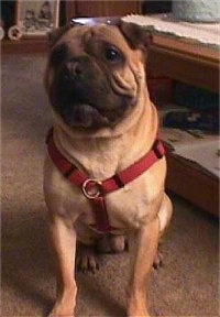 Front view - A tan with black Ori Pei is sitting on a tan carpet in front of a coffee table. It is wearing a red harness. Its mouth is slightly open and it is looking up and to the left.