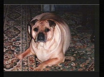 View from the front - a fat, tan with black Ori Pei is laying on a green and tan orential rug looking forward. the dog has small rose ears and a big body compared to its head.