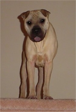 View from the front - A tan with black Ori Pei is standing at the top of carpeted steps looking forward. Its mouth is open and its black tongue is out.